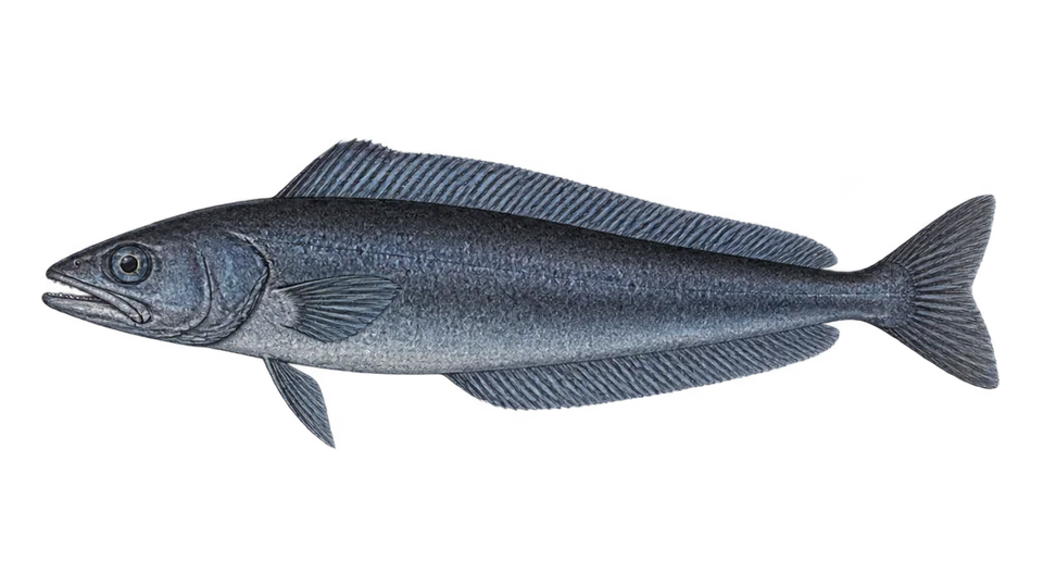 Scientific illustration of Blue antimora