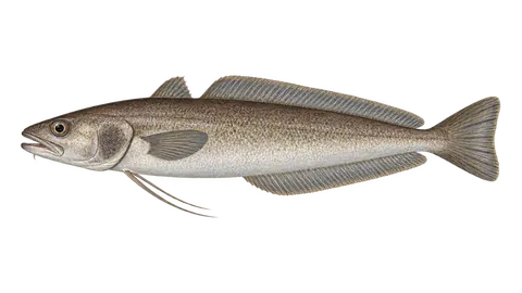Illustration of Gulf hake