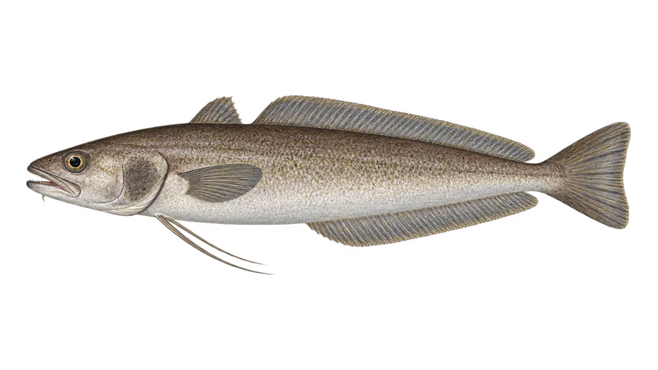 Ilustración científica de Merluza barbona del Golfo
