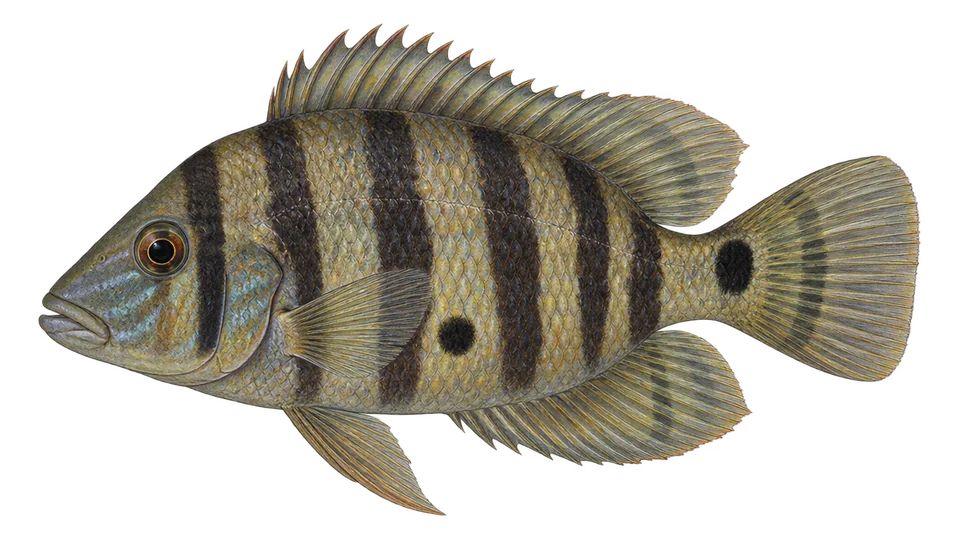 Ilustración científica de Mojarra amarilla