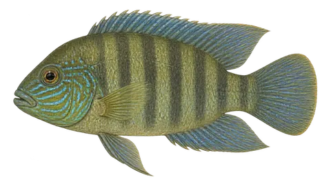 Ilustración de Cocoroba