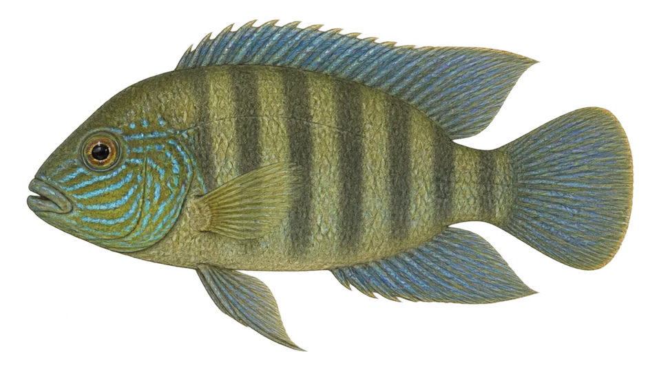 Scientific illustration of Blue acara