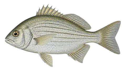 Ilustración de Mojarra brasileña