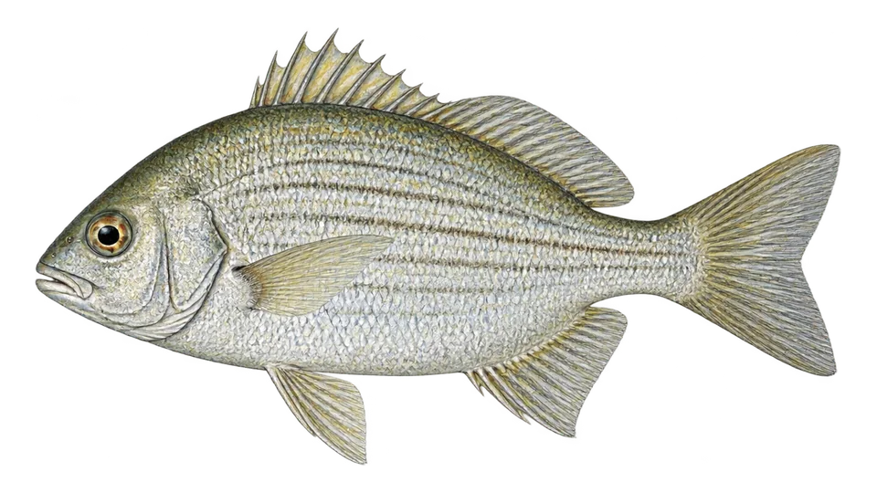 Ilustración científica de Mojarra brasileña