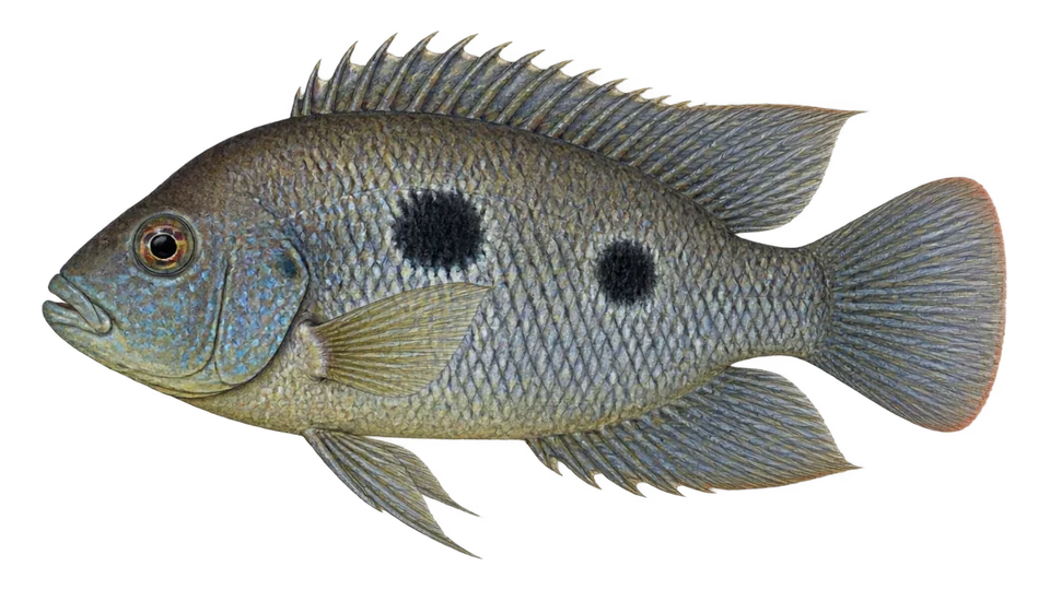 Scientific illustration of Black acara