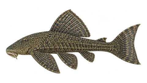 Illustration of Suckermouth catfish