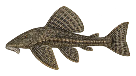 Ilustración de Acari-de-corredeira