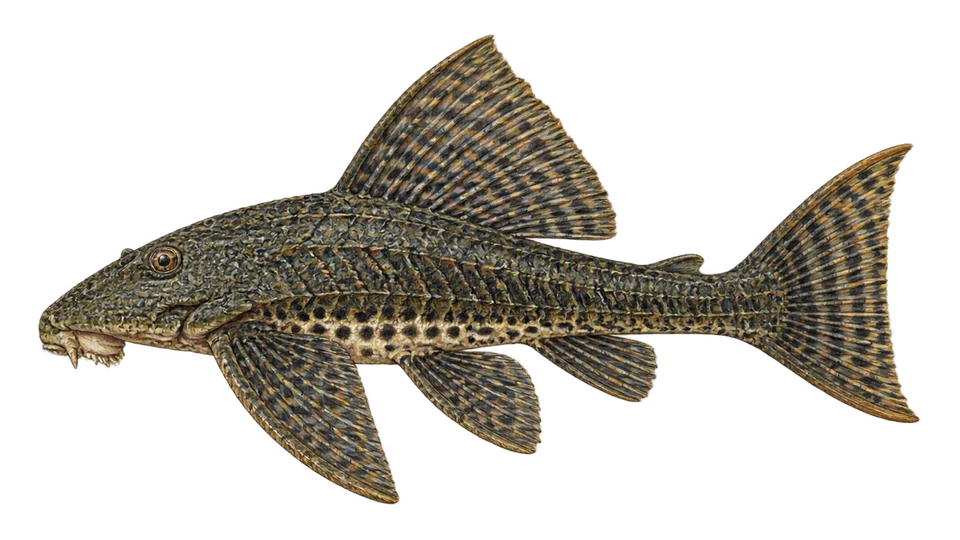 Scientific illustration of Wara wara
