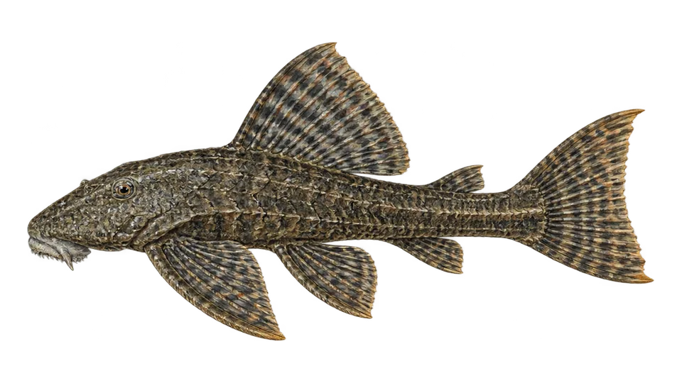 Scientific illustration of Armored catfish