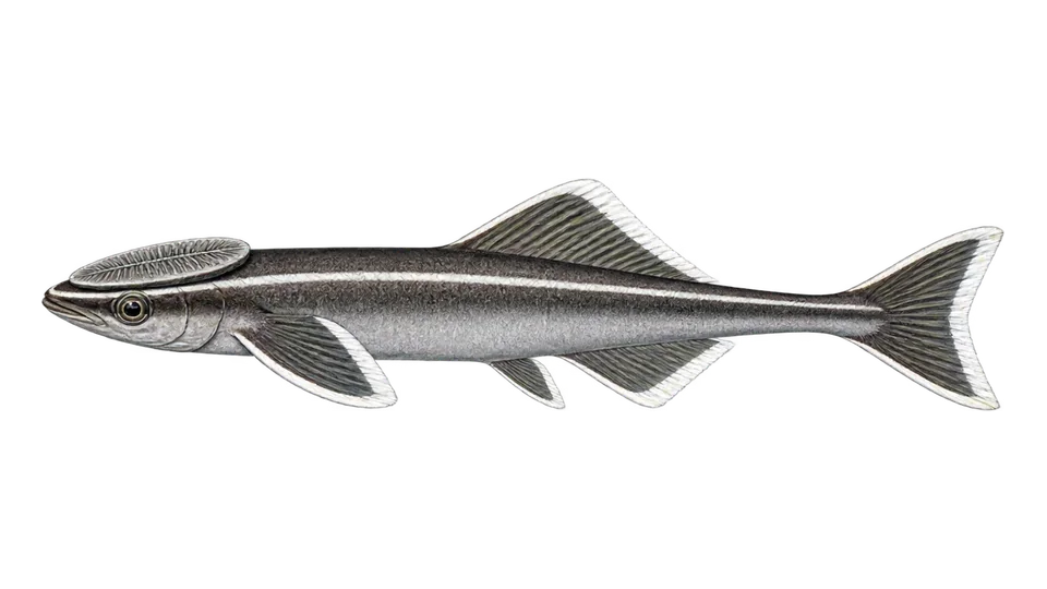 Scientific illustration of Whitefin sharksucker