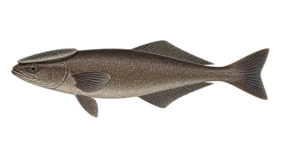 Scientific illustration of Shark sucker