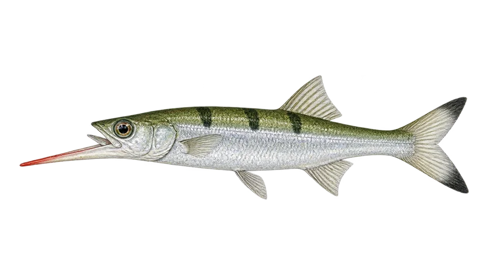 Scientific illustration of Common halfbeak