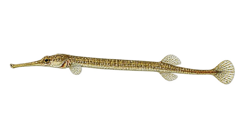 Scientific illustration of Sargassum pipefish