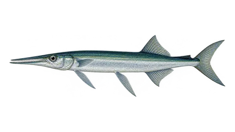 Ilustración de Aguja