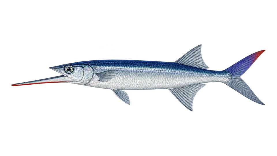 Ilustración científica de Pajarito saltador