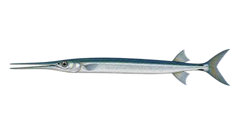 Ilustración de Agujón