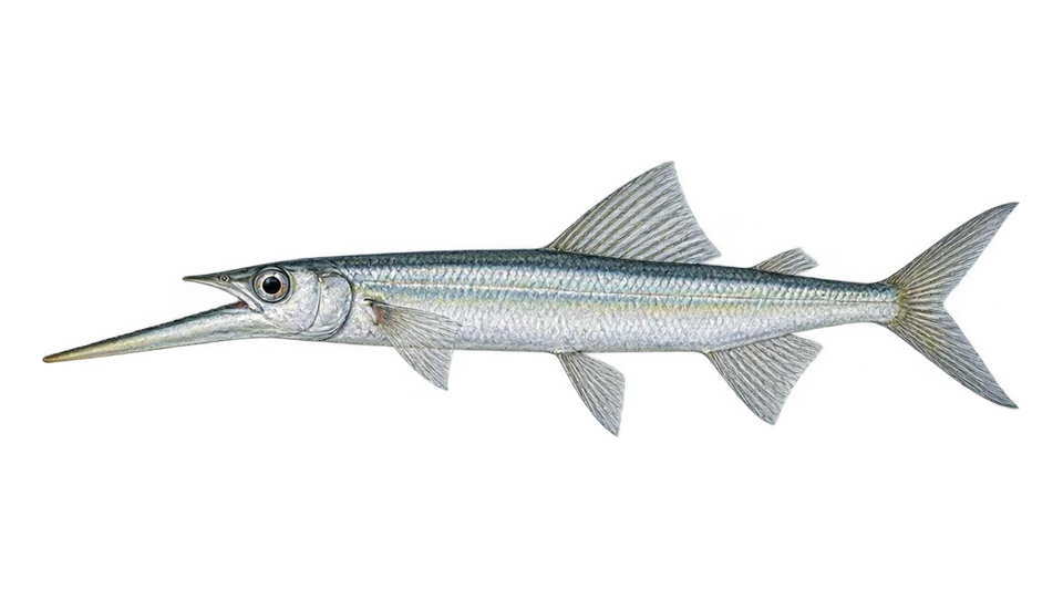 Scientific illustration of Flying halfbeak