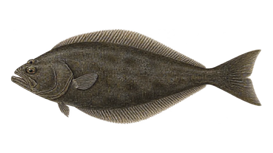 Scientific illustration of Greenland halibut