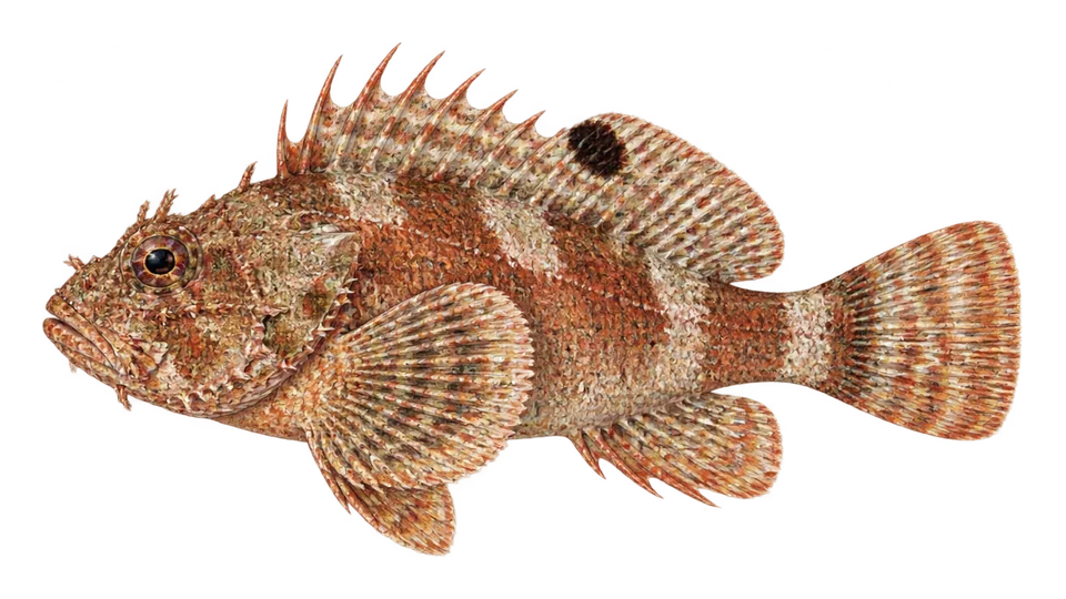Ilustración científica de Escorpión de arrecife