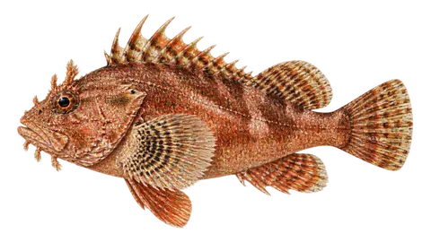 Illustration of Barbfish