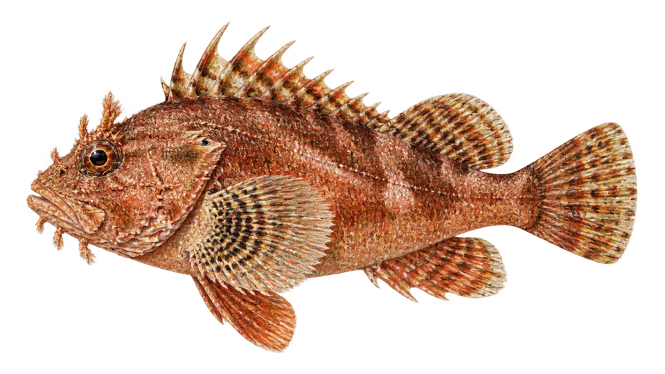 Ilustración científica de Rascacio pardo