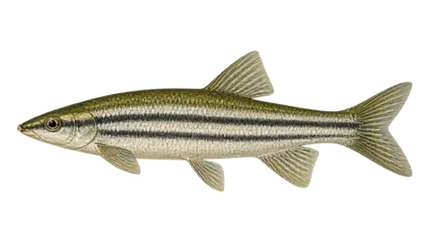 Ilustración de Anostomus rayados