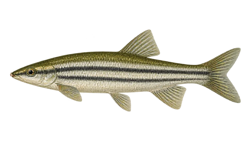 Ilustración científica de Anostomus rayados