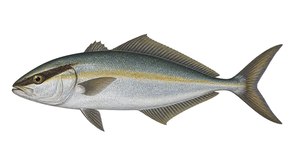 Scientific illustration of Lesser amberjack