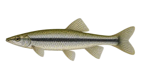 Ilustración de Anostomus de banda negra