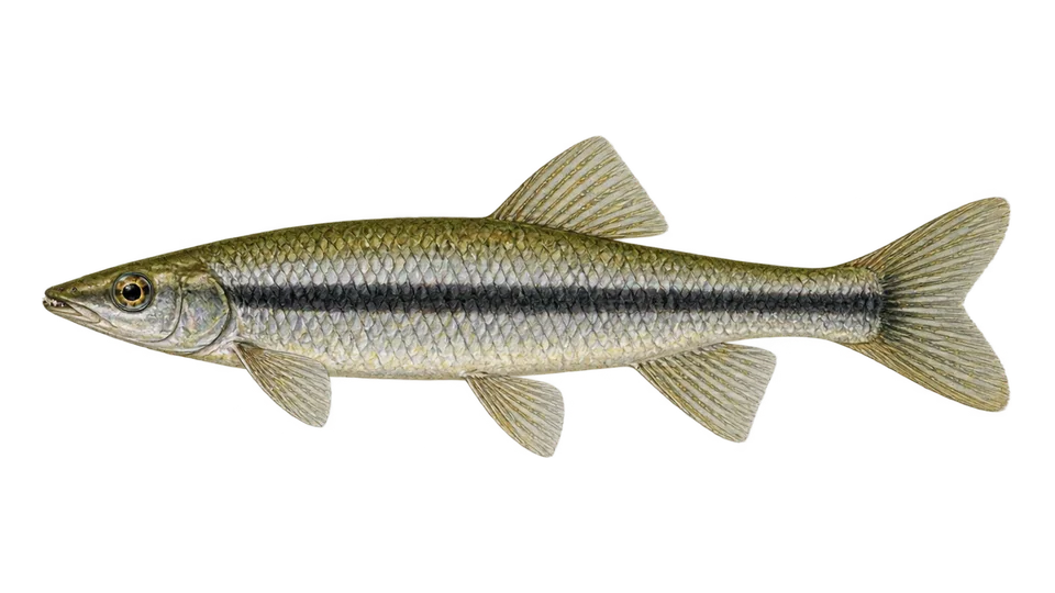 Ilustración científica de Anostomus de banda negra