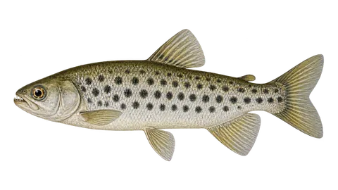 Illustration of Spotted leporinus