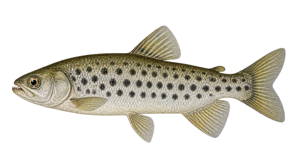 Scientific illustration of Spotted leporinus
