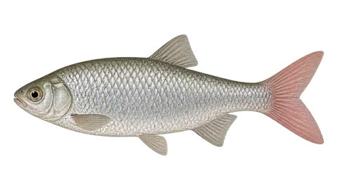 Illustration of Pinktail chalceus