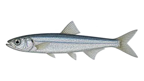 Illustration of Alice argentina
