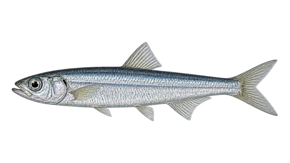 Scientific illustration of Alice argentina