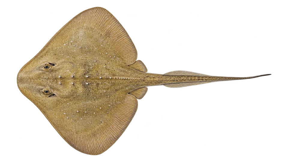 Scientific illustration of Bluntnose stingray