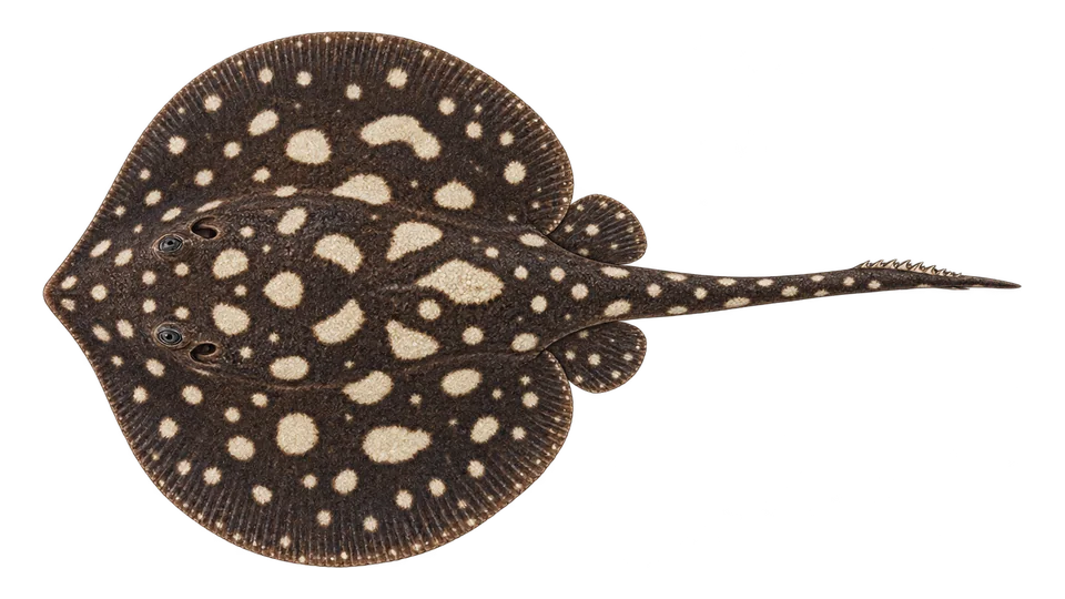 Scientific illustration of White-blotched river stingray