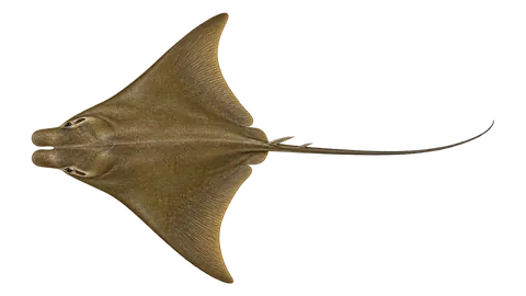 Ilustración de Gavilán