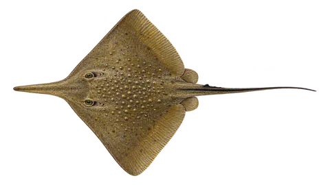 Illustration of Longnose stingray