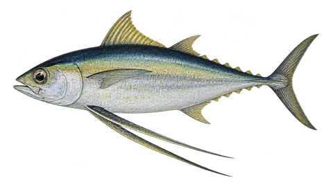Illustration of Butterfly kingfish