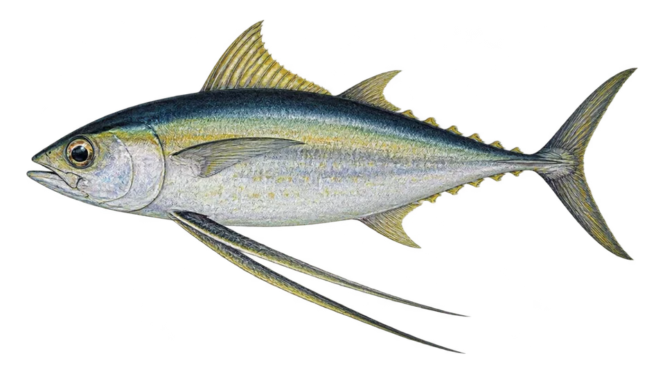 Scientific illustration of Butterfly kingfish