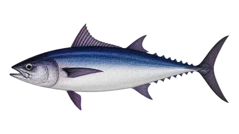 Illustration of Slender tuna