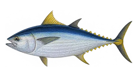Illustration of Southern bluefin tuna