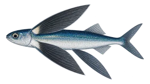 Illustration of Fourwing flyingfish