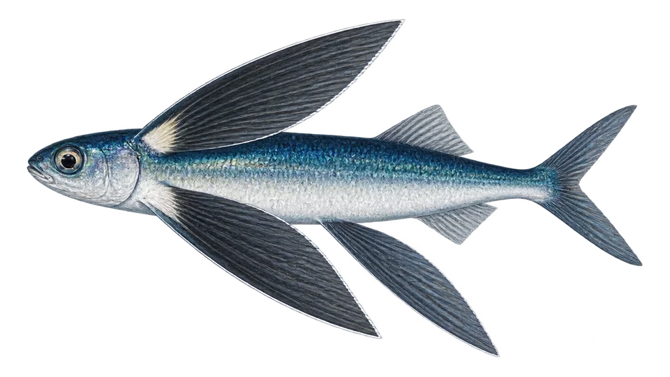 Scientific illustration of Fourwing flyingfish