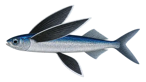Illustration of Black wing flyingfish