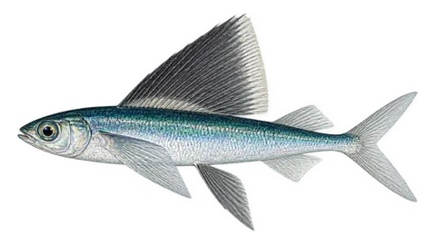Illustration of Sailfin flyingfish