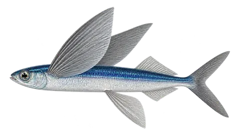 Illustration of Tropical two-wing flyingfish