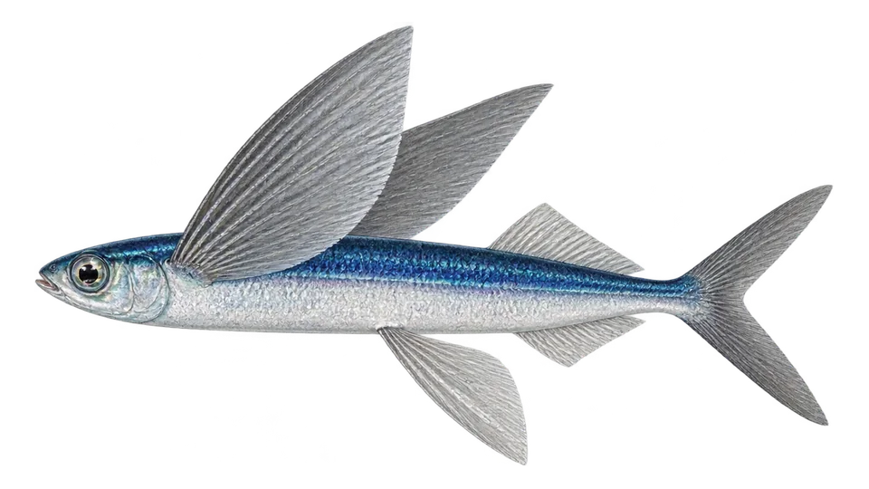 Scientific illustration of Tropical two-wing flyingfish