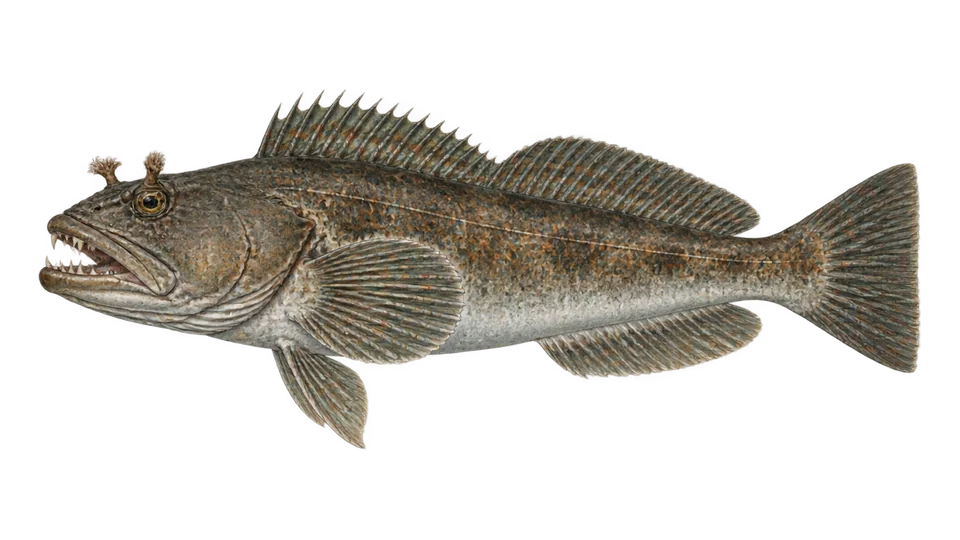 Ilustración científica de Bacalao largo